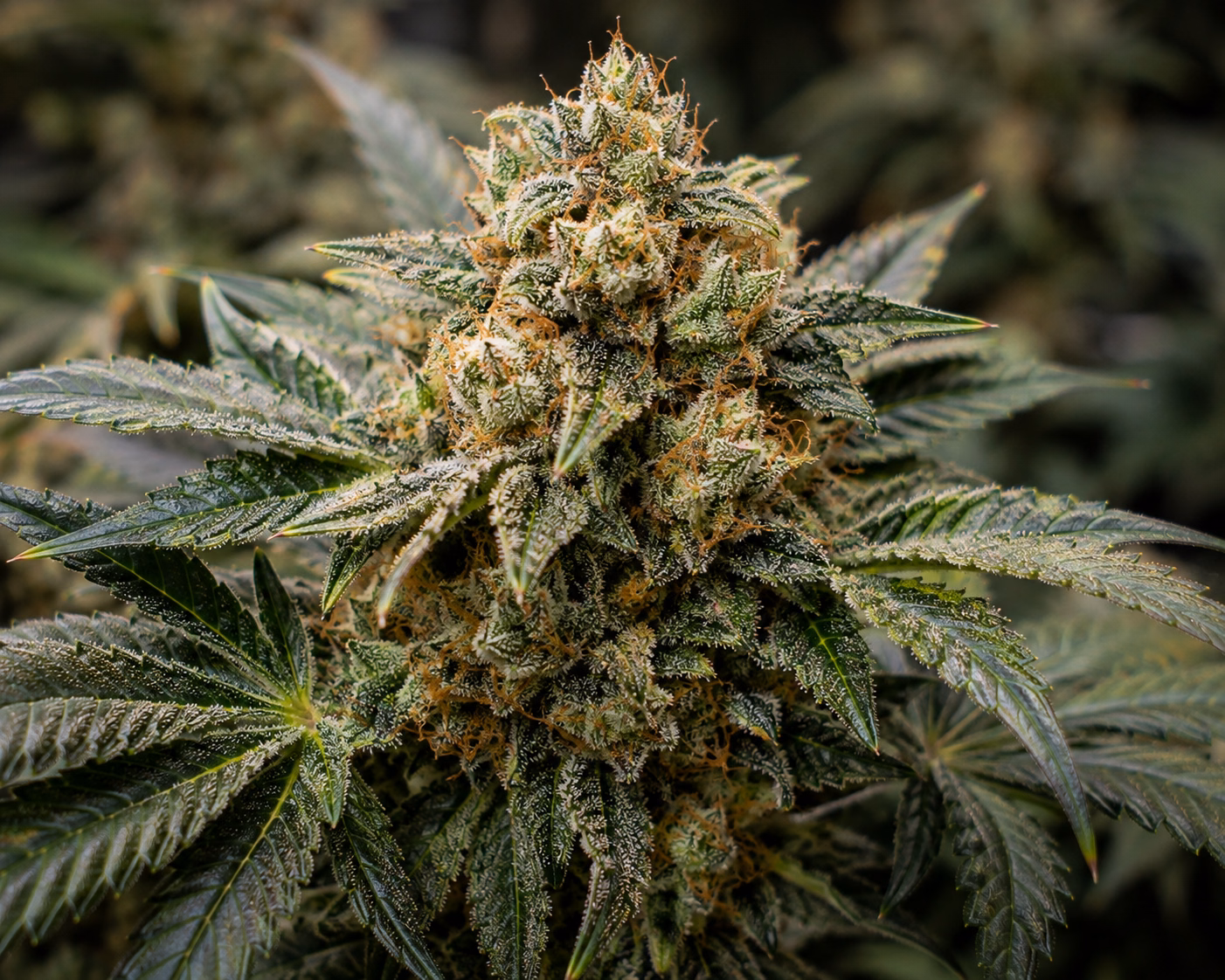 OG Kush cannabis flower